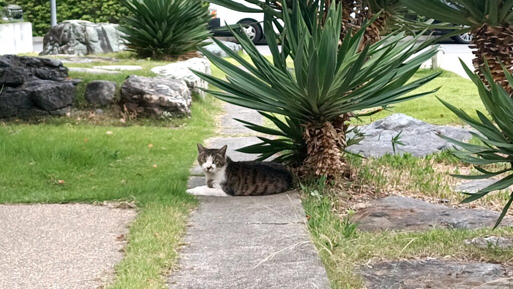5月ウォーキングの楽しみ 猫
