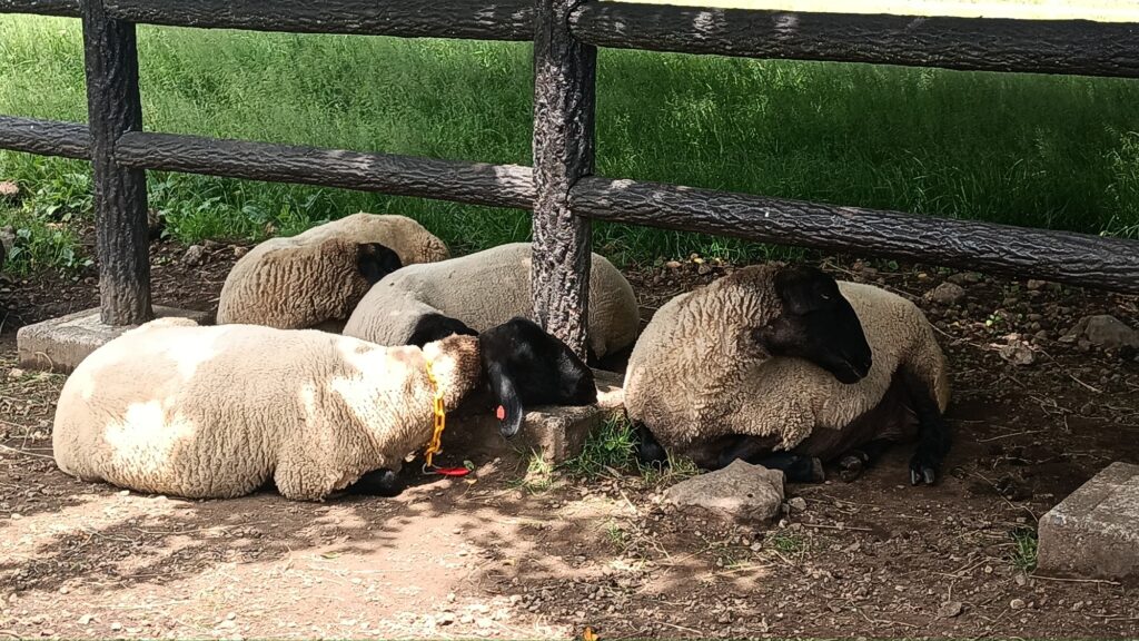 山梨 八ヶ岳 避暑地 家族旅行やデートにも♪ まきば公園