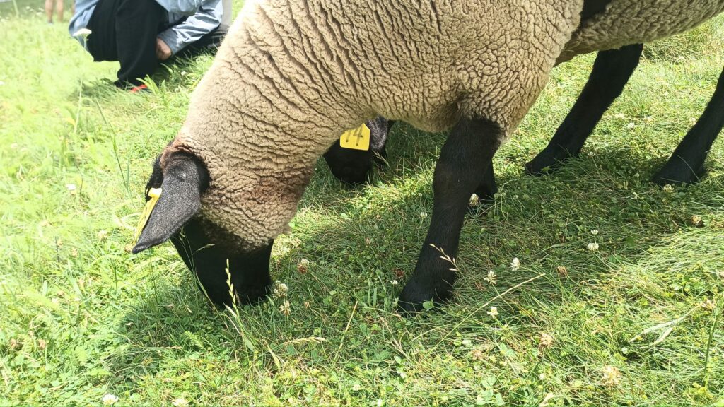 山梨 八ヶ岳 避暑地 家族旅行やデートにも♪ まきば公園