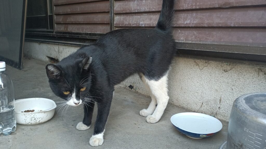 猫 母が世話をしているネコ