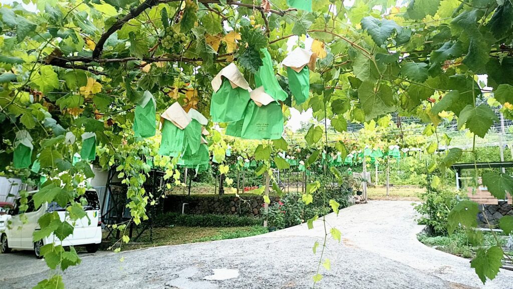 山梨県甲府市 ぶどう園カフェ アタゴエン