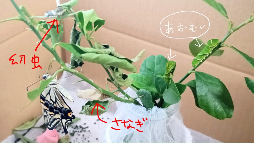 蝶々の観察日記と黒い蝶の話