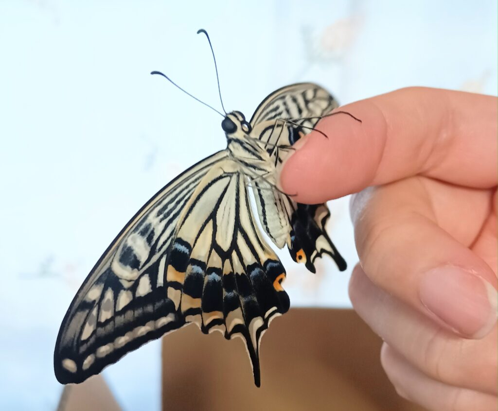 蝶々の観察日記と黒い蝶の話