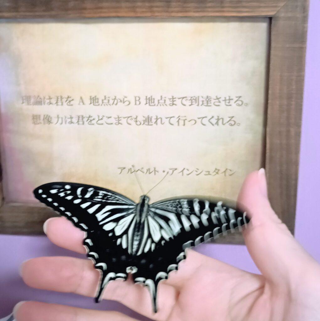 蝶々の観察日記と黒い蝶の話