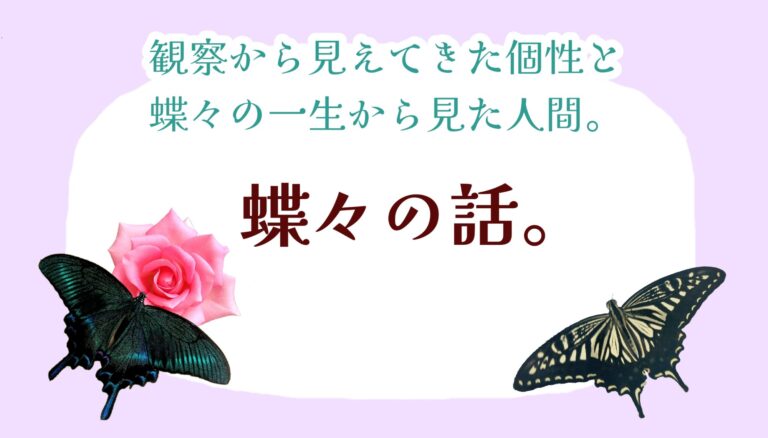 蝶々の観察日記と黒い蝶の話