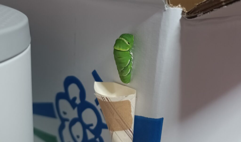 蝶々の観察日記と黒い蝶の話