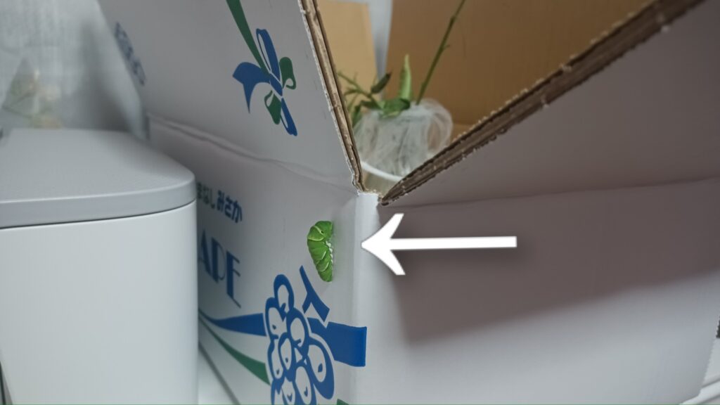 蝶々の観察日記と黒い蝶の話