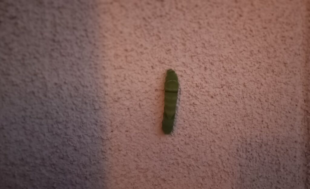 蝶々の観察日記と黒い蝶の話