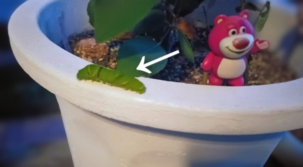 蝶々の観察日記と黒い蝶の話