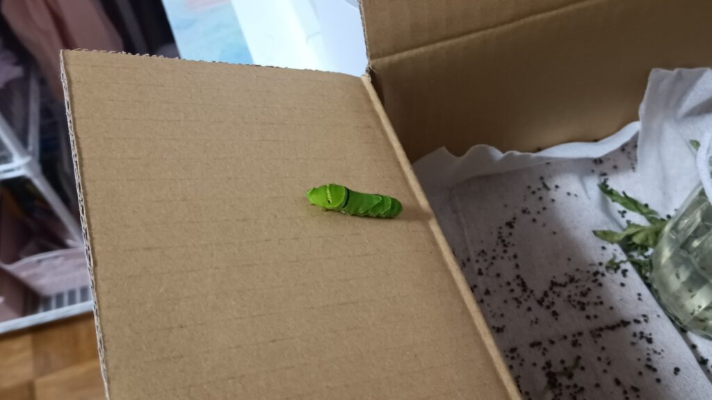 蝶々の観察日記と黒い蝶の話