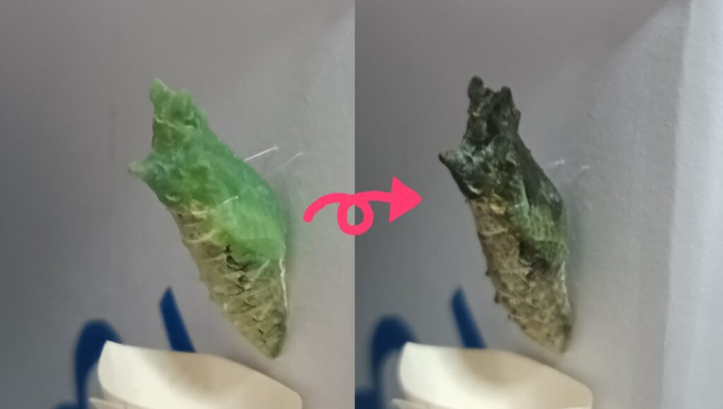 蝶々の観察日記と黒い蝶の話