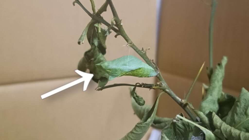 蝶々の観察日記と黒い蝶の話