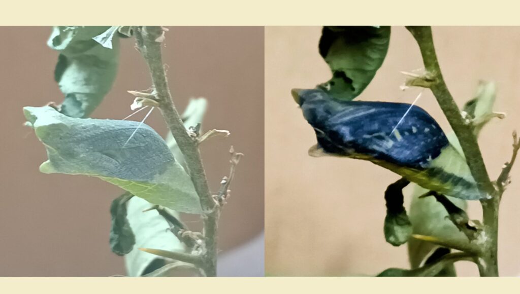 蝶々の観察日記と黒い蝶の話