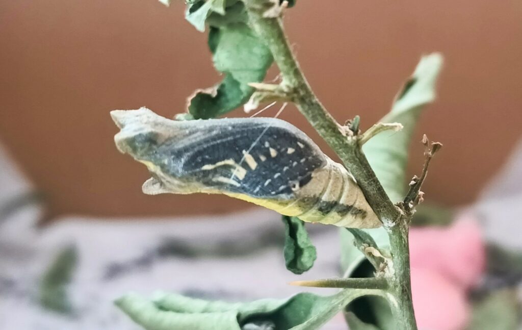 蝶々の観察日記と黒い蝶の話