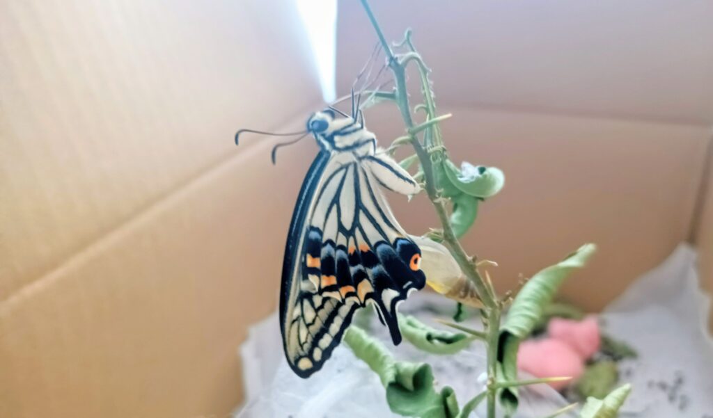 蝶々の観察日記と黒い蝶の話