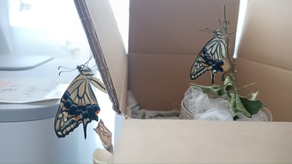 蝶々の観察日記と黒い蝶の話