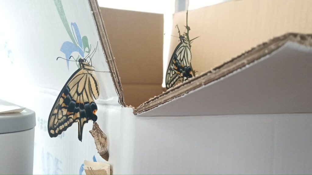 蝶々の観察日記と黒い蝶の話