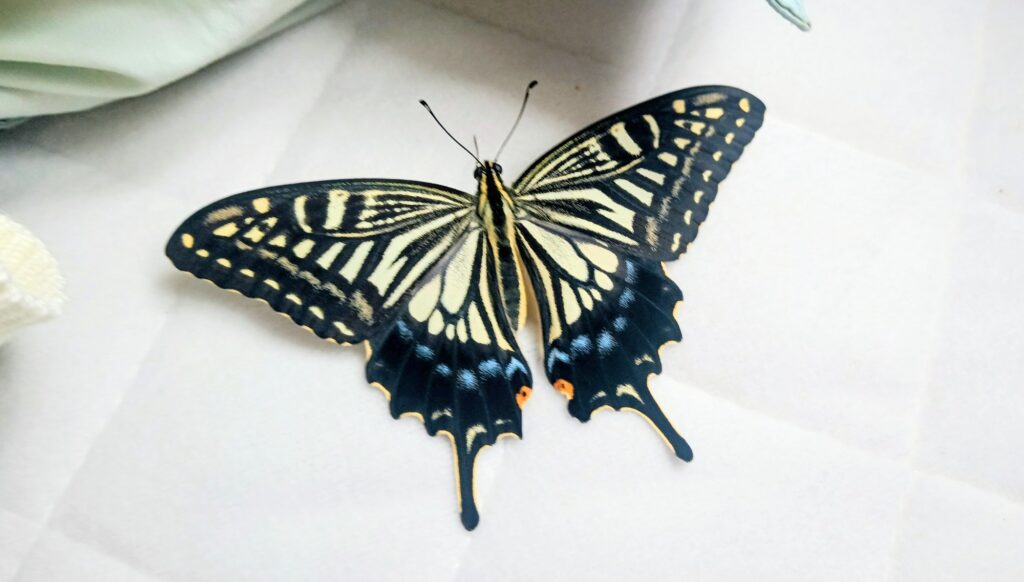 蝶々の観察日記と黒い蝶の話