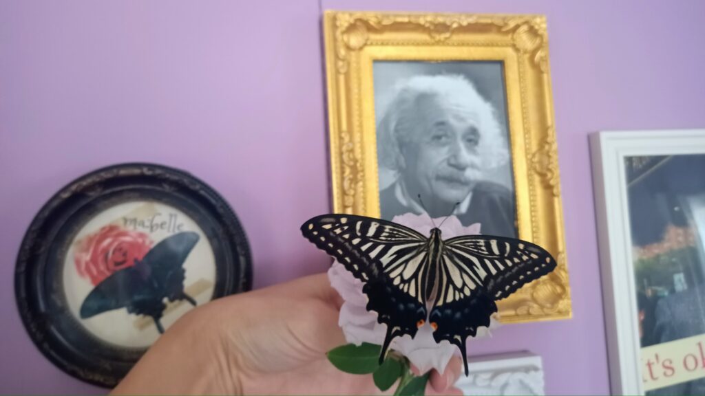 蝶々の観察日記と黒い蝶の話