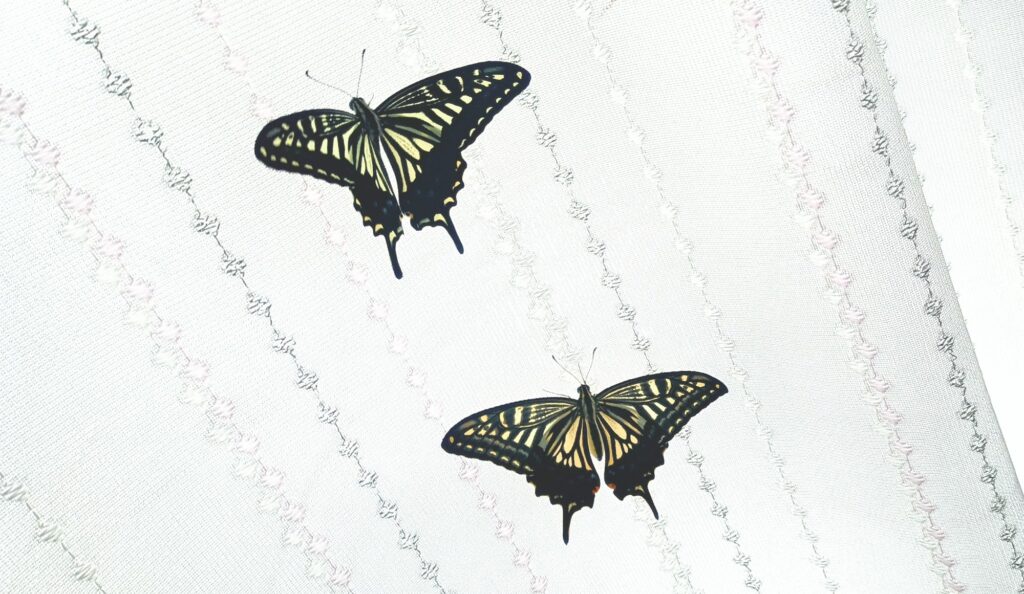 蝶々の観察日記と黒い蝶の話