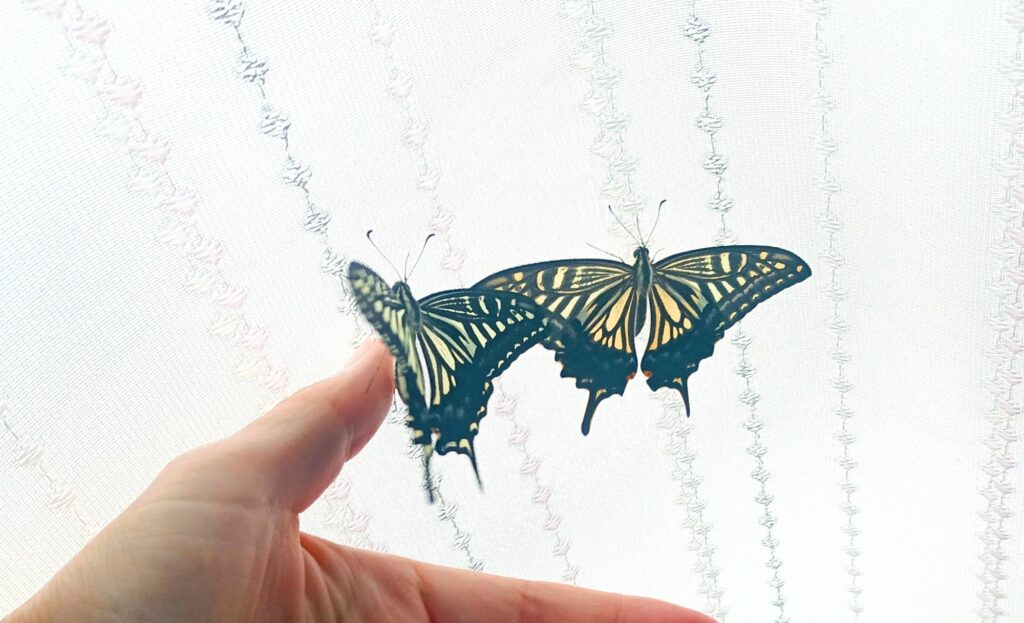 蝶々の観察日記と黒い蝶の話