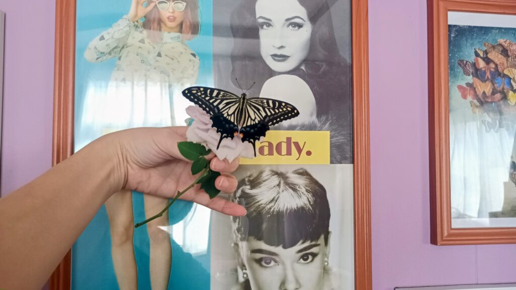 蝶々の観察日記と黒い蝶の話