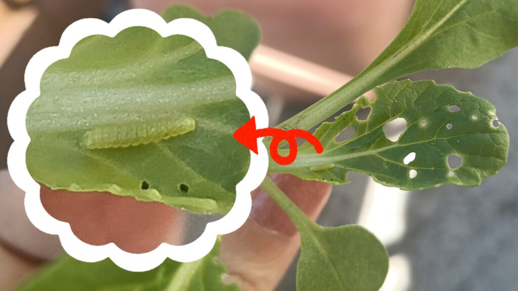 家庭菜園 2025 秋冬 ビタミン菜 水菜 チンゲン菜