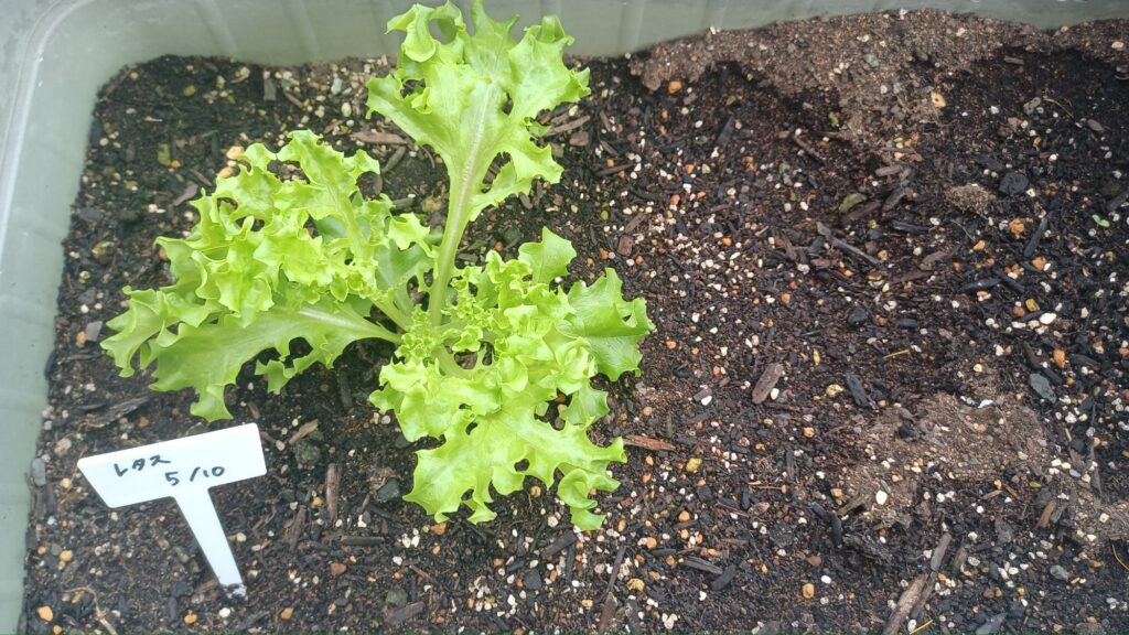家庭菜園 2025 10月 5月のレタスが勝手に生えてきた