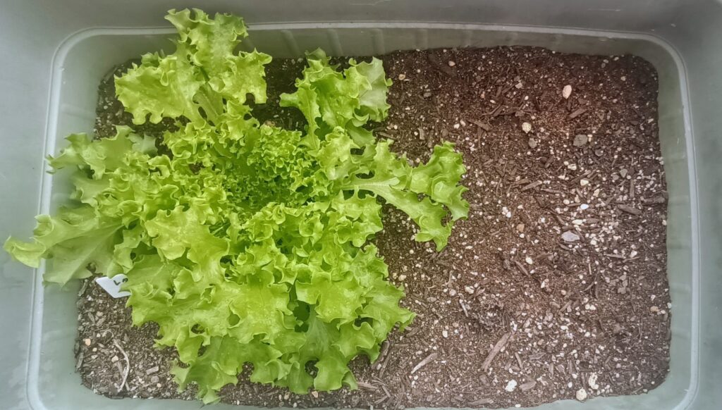 家庭菜園 2025 10月 5月のレタスが勝手に生えてきた