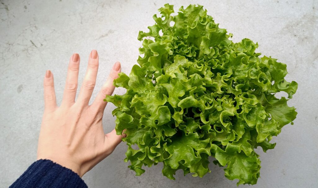 家庭菜園 2025 10月 5月のレタスが勝手に生えてきた