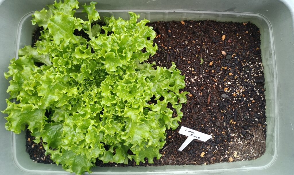 家庭菜園 2025 10月 5月のレタスが勝手に生えてきた