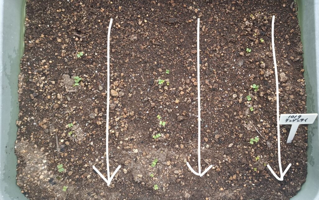 家庭菜園 2025 秋冬 ビタミン菜 水菜 チンゲン菜