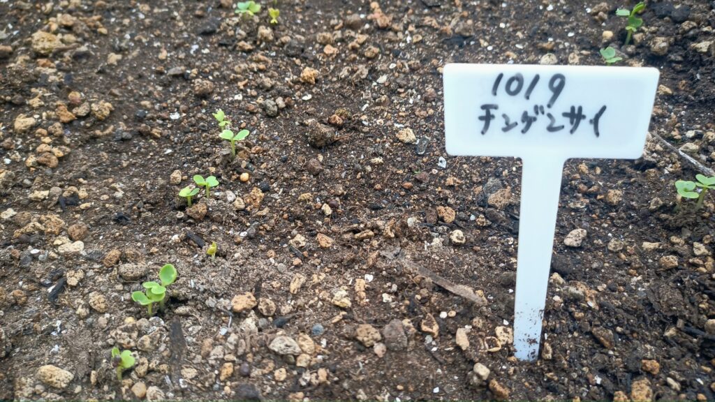 家庭菜園 2025 秋冬 ビタミン菜 水菜 チンゲン菜