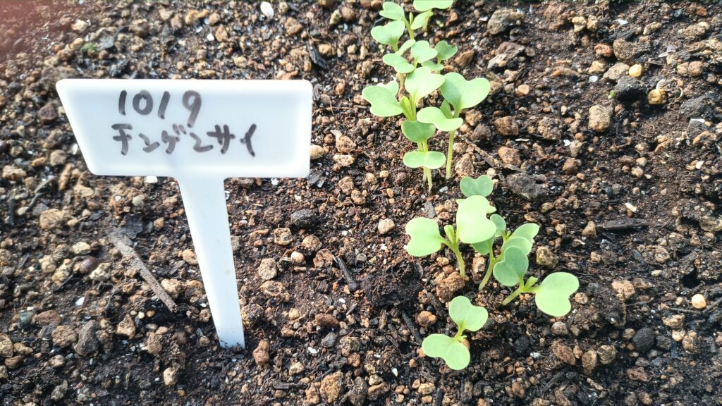 家庭菜園 2025 秋冬 ビタミン菜 水菜 チンゲン菜