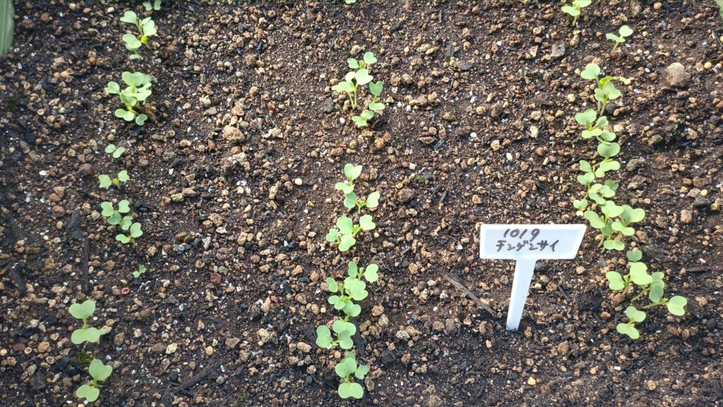 家庭菜園 2025 秋冬 ビタミン菜 水菜 チンゲン菜