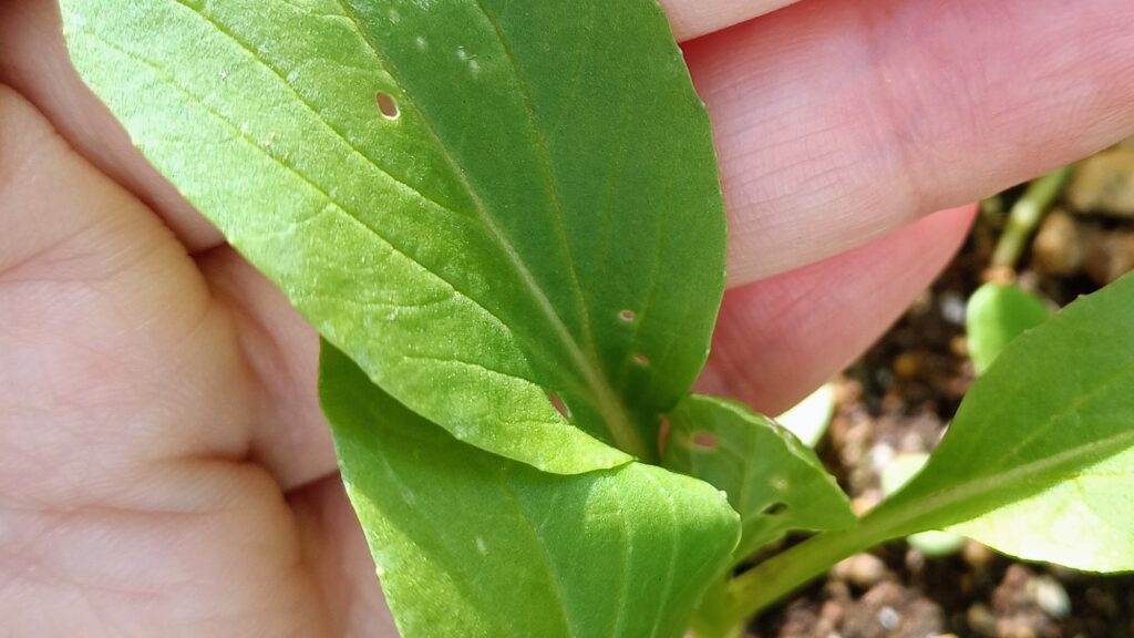 家庭菜園 2025 秋冬 ビタミン菜 水菜 チンゲン菜