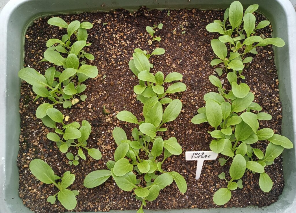 家庭菜園 2025 秋冬 ビタミン菜 水菜 チンゲン菜