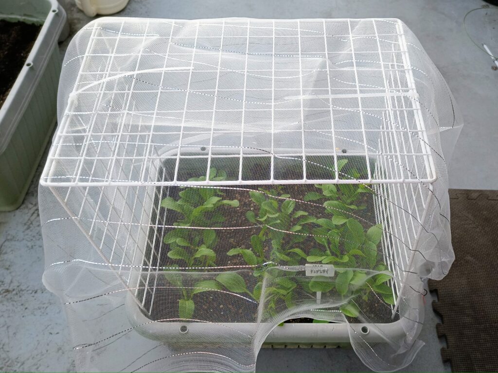 家庭菜園 チンゲン菜 ミニハウス 防虫ネット