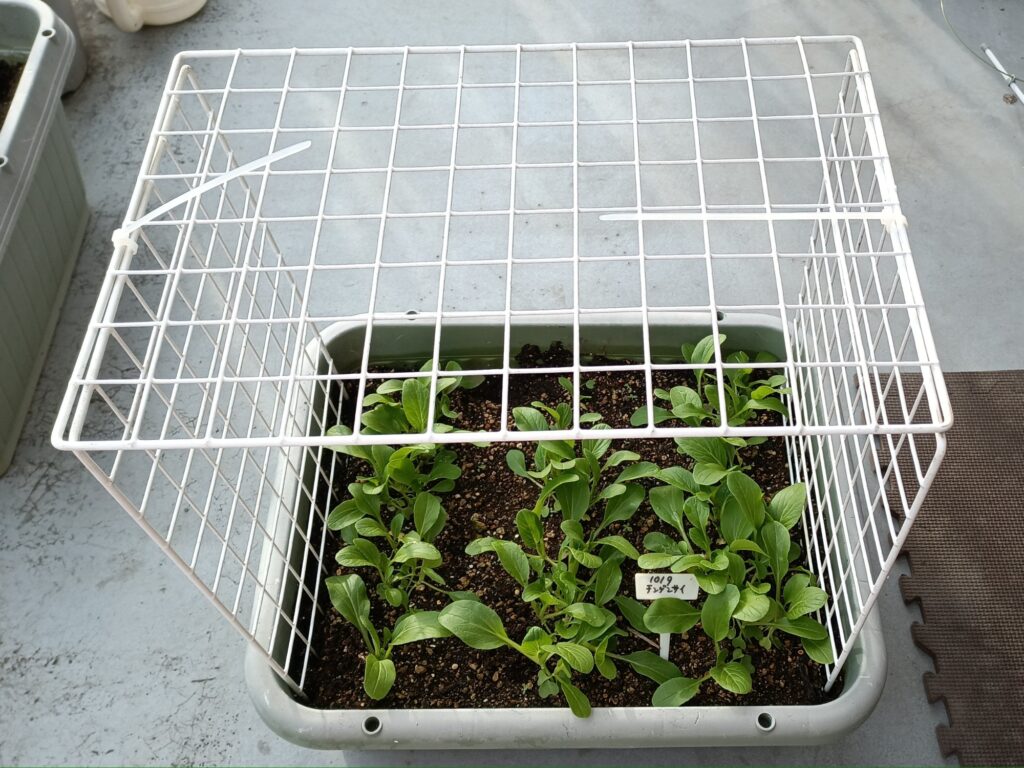 家庭菜園 チンゲン菜 ミニハウス 防虫ネット