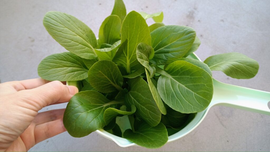 家庭菜園 2025 秋冬 ビタミン菜 水菜 チンゲン菜