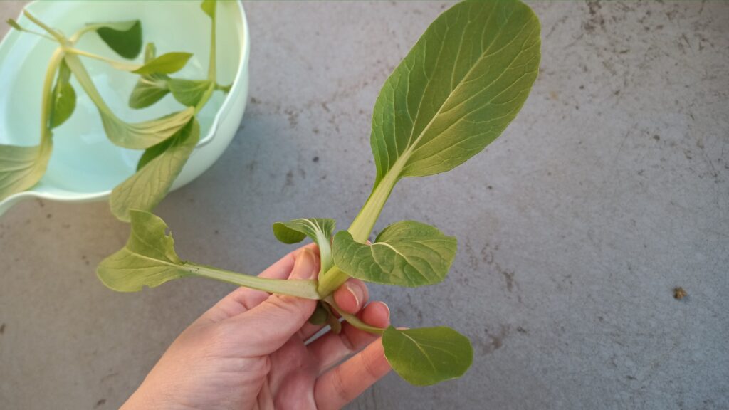 家庭菜園 2025 秋冬 ビタミン菜 水菜 チンゲン菜