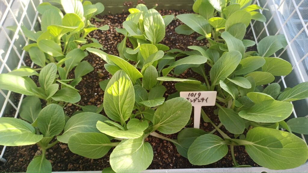 家庭菜園 2025 秋冬 ビタミン菜 水菜 チンゲン菜