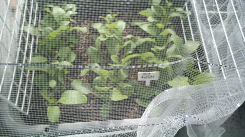 家庭菜園 チンゲン菜 ミニハウス 防虫ネット