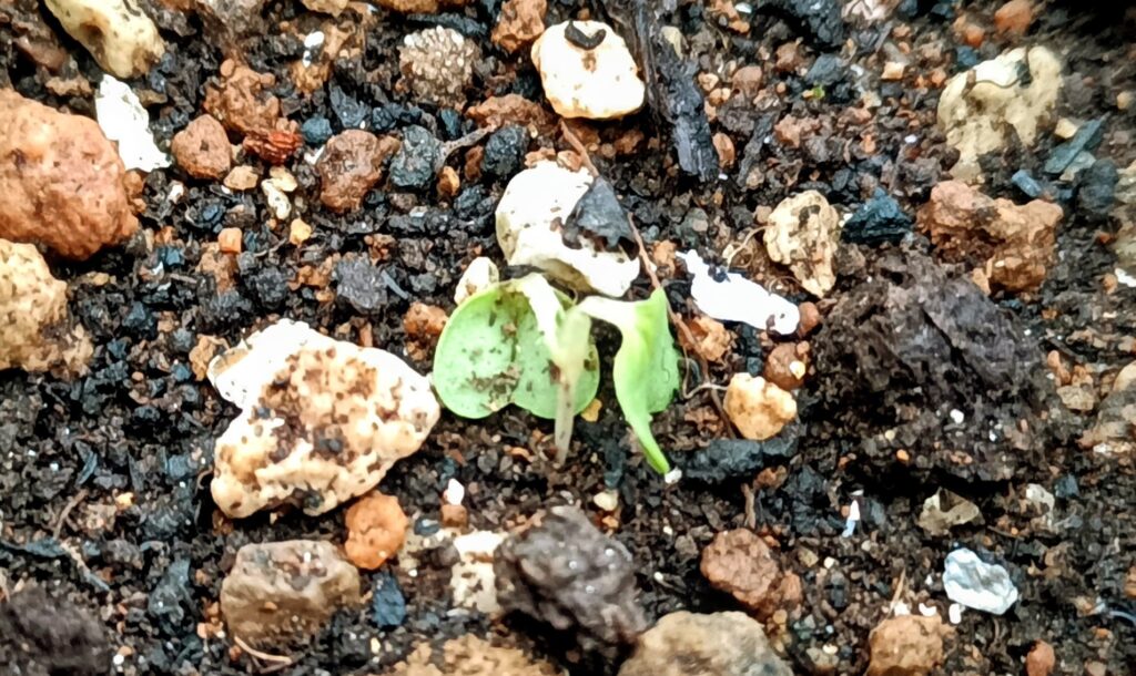 家庭菜園 2025 秋冬 水菜