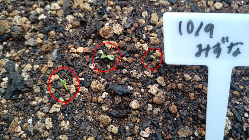 家庭菜園 2025 秋冬 水菜