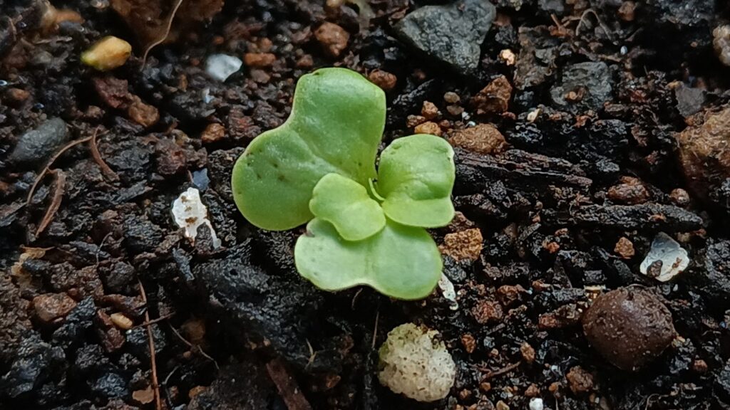 家庭菜園 2025 秋冬 ビタミン菜