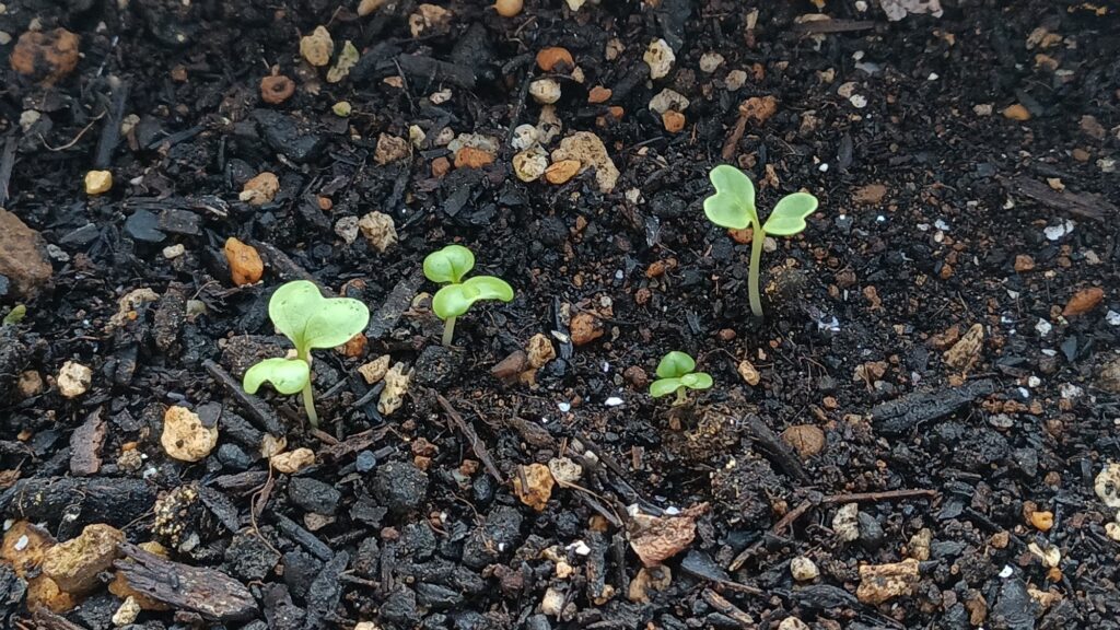 家庭菜園 2025 秋冬 ビタミン菜