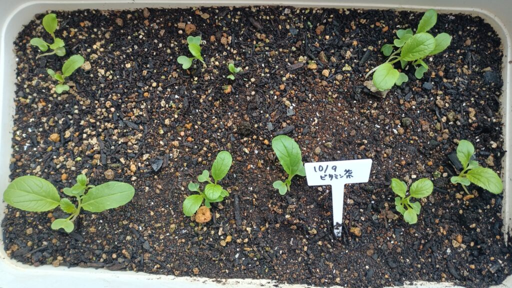 家庭菜園 2025 秋冬 ビタミン菜