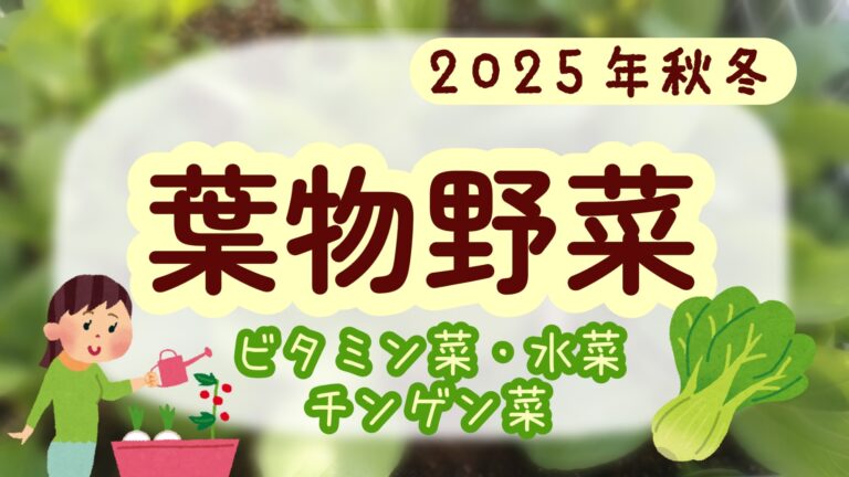 家庭菜園 2025 秋冬 ビタミン菜 水菜 チンゲン菜