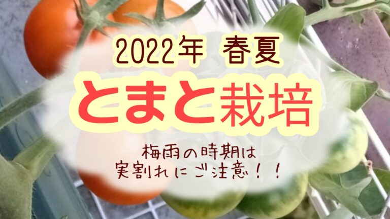 2022 春夏 トマト 家庭菜園